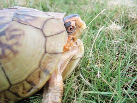 Three-toed Box Turtle Care and Information Turtle Care, Happy Turtle, Box Turtle, Types Of Animals, Animal Projects, Healthcare System, Health Professionals, Reptiles, Turtles