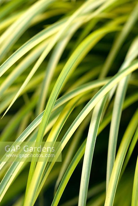 Acorus gramineus 'Ogon' Acorus Gramineus, Planting Schemes, Country Fair, Landscape Concept, Plant Photography, Rain Garden, Plant List, Ornamental Grasses, Cool Plants