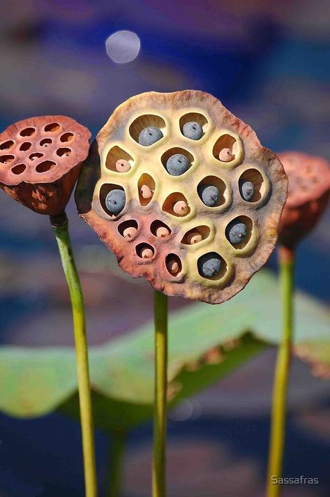 Lotus Flower Seeds, Lotus Moon, Lily Seeds, Lotus Flower Pictures, Sacred Water, Lotus Pods, Weird Plants, Unusual Plants, Unusual Flowers