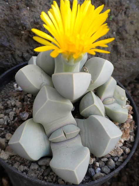 Lapidaria margaretae looks like stones - Imgur Stone Cactus, Kaktus Dan Sukulen, Tanaman Pot, Succulent Bonsai, نباتات منزلية, Succulent Seeds, Colorful Succulents, Succulent Gardening, Seni Origami