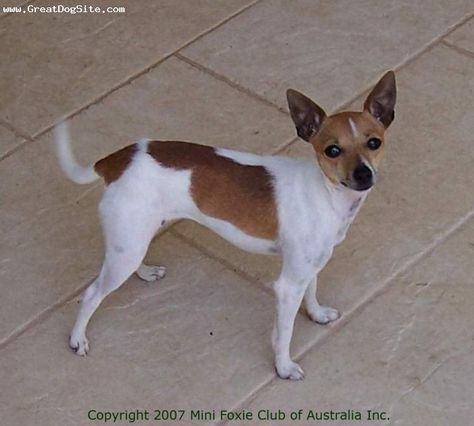 Miniature Fox Terrier Miniature Fox Terrier, Pocket Beagle, All Breeds Of Dogs, Manchester Terrier, Toy Fox Terriers, Fox Terriers, Dog Facts, Beagle Puppy, Beagle Dog