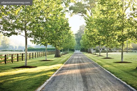 Dream Driveway, Country Driveway, Lined Driveway, Gravel Drive, London Plane Tree, Driveway Entrance Landscaping, Farm Entrance, Tree Lined Driveway, Gravel Driveway