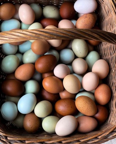 𝐆𝐢𝐧𝐚 | 𝐅𝐚𝐫𝐦 𝐚𝐧𝐝 𝐆𝐚𝐫𝐝𝐞𝐧 on Instagram: "Ready for my egg basket to look like this again🐓 🌈 🥚 Spring collection 2023 coming soon 😉 #eggrainbow #rainboweggs #eggphotography #eggart #eggbasket #myeggs #happyhens #farmfresh #farmfresheggs #farmtofork #backyardchickens #speckledeggs" Farm Eggs Aesthetic, Mini Eggs Aesthetic, Aesthetic Cottages, Eggs Aesthetic, Spring Collection 2023, Chickens 101, Basket Of Eggs, Egg Baskets, Chicken Aprons