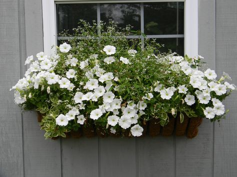 Garden Flower Pot Ideas, Flower Box Window, Window Baskets, Porch Plants, Porch Planters, Window Box Flowers, Garden Diary, Window Planters, Container Gardening Flowers