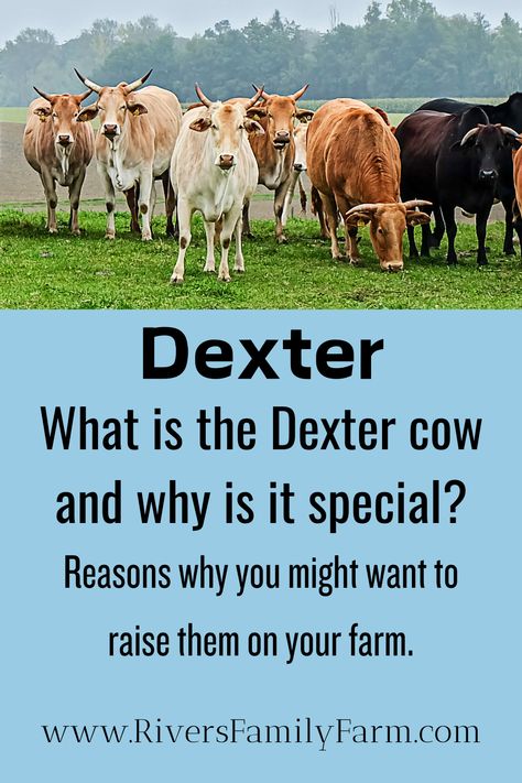 See what's so special about Dexter cows. You might want to include them on your dream farm! Create the farm life, country life, ranch life, and self sufficient life you crave. Dexter Cows, Cow Anatomy, Homesteading For Beginners, Cattle Feeder, Dexter Cattle, Female Cow, Sirloin Roast, Beef Cow, Small Cow