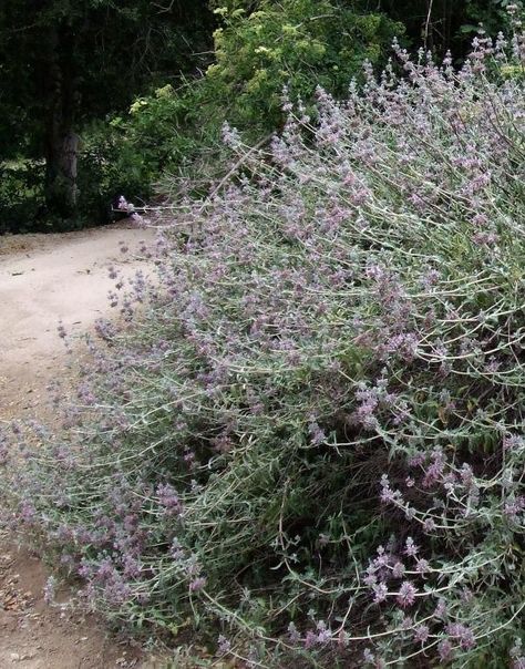 Purple Sage, Salvia leucophylla as a 30 year old bush, no water after established, companion plants are Encelia californica, Rhus integrifolia, Eriogonum cinerum, and Artemisia californica. There is a form of purple sage in the trade called Pt. Sal. Use the purple sage in heavy clays Salvia Leucophylla, Evergreen Bush, Purple Sage, Wind Break, Ground Covers, California Native Plants, California Garden, Perennial Shrubs, Border Plants