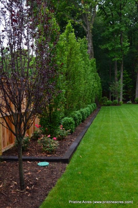 Privacy Fence Landscaping, Large Backyard Landscaping, Privacy Trees, Privacy Landscaping, Big Backyard, Backyard Privacy, Garden Shrubs, Fence Landscaping, Large Backyard