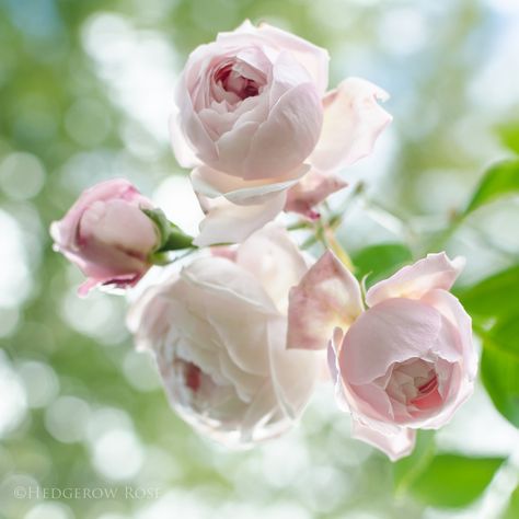 Comtesse de Rocquigny via Hedgerow Rose - 4 Neat Garden, Heritage Rose, Heirloom Roses, Types Of Roses, Coming Up Roses, David Austin Roses, Growing Roses, Pink Garden, David Austin