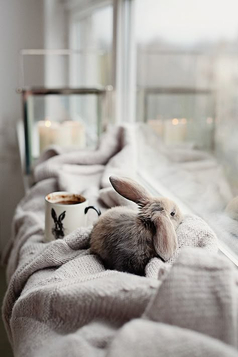 Bunny Essentials, Pet Bunny, Pet Rabbit, Baby Bunnies, Cute Creatures, Sweet Animals, Cute Little Animals, 귀여운 동물