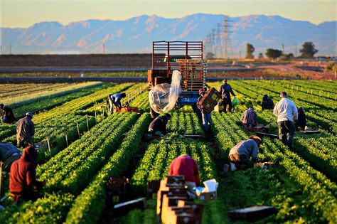 David J Turlington https://www.linkedin.com/in/david-j-turlington Agricultural Development, Vegetable Farming, Farm Layout, Agriculture Industry, Engineering Jobs, Sustainable Agriculture, Best Careers, Sustainable Business, Local Government