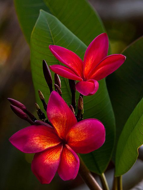 ღϠ₡ღ✻ Fiori Frangipani, Hawaiian Gardens, Flower Lei, Plumeria Flowers, Hawaiian Flowers, Ranunculus, Tropical Garden, Exotic Flowers, Red Flower