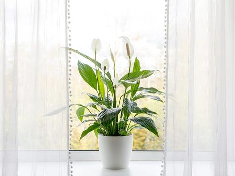 Lily Meaning, Gerbera Jamesonii, Best Bathroom Plants, Lily Care, Peace Lily Plant, Plant Window, Ficus Elastica, Lily Plants, Crassula Ovata