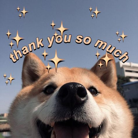 #meme #wholesome #wholesomememes #shibainu Malamute Puppies, Response Memes, Husky Puppies, Cute Love Memes, Snapchat Funny, You Meme, Alaskan Malamute, Cute Memes, Funny Reaction Pictures