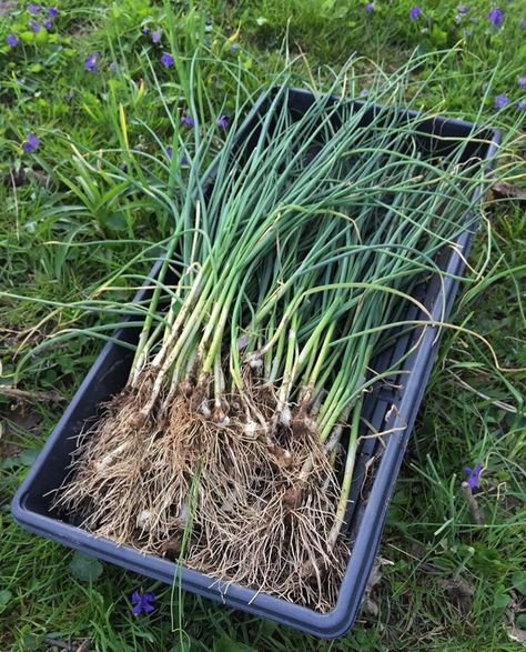 How to Identify Edible Wild Onions - Field Garlic, Ramps, Wild Leeks and More — Good Life Revival Wild Onion Recipes, Wild Onions In Yard, Wild Onions Recipes, Holistic Gardening, Wild Garlic Plant, Wild Leeks, Foraging Guide, Wild Onion, Medicinal Wild Plants