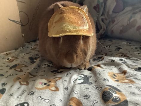 I saw a picture of a bunny with a pancake on its head and had to doit with my bunny Pancake Bunny, Bunny Pancakes, Bunny Pictures, A Bunny, Loving U, Rabbits, Buns, I Saw, Pancakes