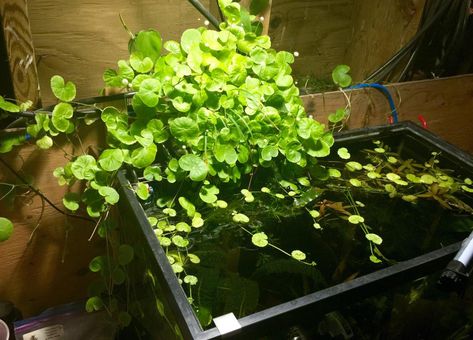 Plants In Fish Tank, Diy Aquarium Filter, Biotope Aquarium, Freshwater Plants, Fish Tank Filter, Aquarium Garden, Bog Plants, Cool Fish Tanks, Conservation Of Natural Resources