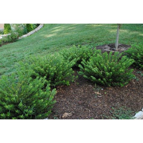 Cephalotaxus harringtonia 'Duke Gardens' (Duke Gardens Plum-Yew) | Plum yews are only deer resistant yews (no taxus). Very shade resistant. Zone 6. Plum Yew, Duke Gardens, Garden Japanese, Japanese Plum, Nc State University, Crape Myrtle, Leaf Coloring, Media Images, Outdoor Landscaping