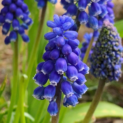 Muscari Armeniacum, Friday Post, Grape Hyacinth, Grow On Instagram, Happy Flowers, Perennial Plants, Early Spring, Country Living, Perennials