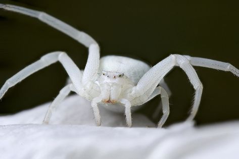 White Spider Aesthetic, Flower Crab Spider, Spiders Aesthetic, Albino Aesthetic, Unique Spiders, Flower Crab, Pet Tarantula, Vampire Ball, Mha Ocs