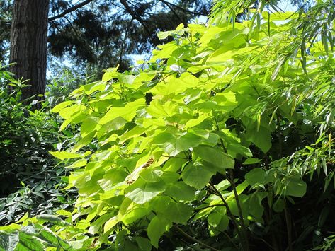 Catalpa Bignonioides, Acer Rubrum, Albizia Julibrissin, Betula Pendula, Seaside Garden, Autumn Decorating, Growing Grapes, Large Heart, Foliage Plants