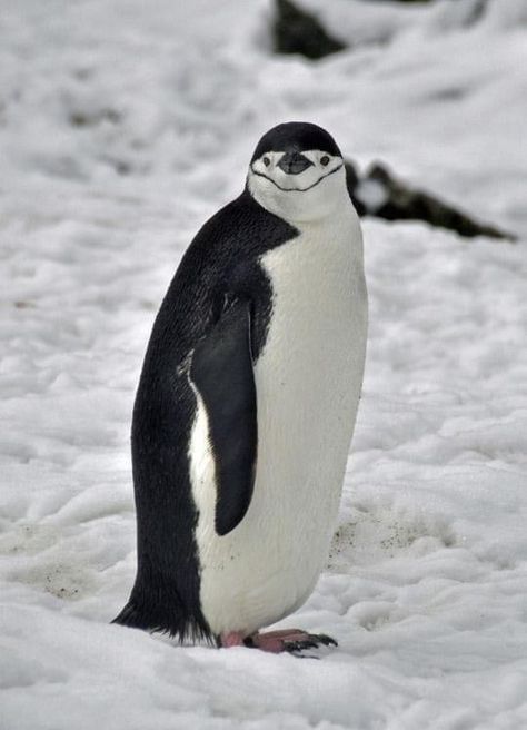 Penguin Suit, Chinstrap Penguin, Sea Mammal, Penguin Love, Wildlife Nature, Cute Penguins, God Art, Large Animals, Bird Photography