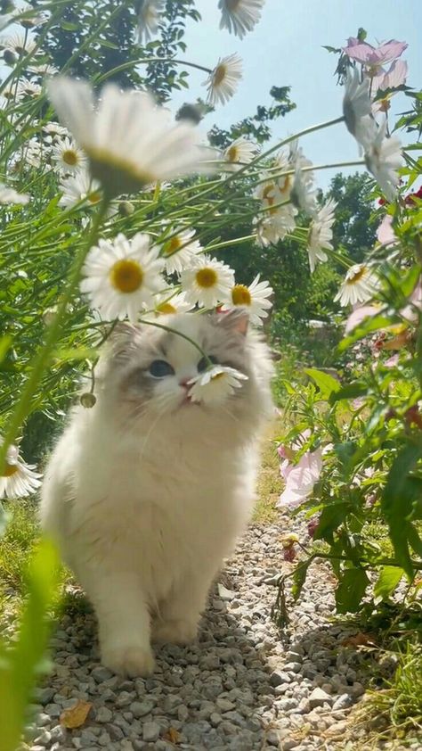 Wallpaper Gatos, Cat Images, Cute Little Kittens, Cute Cat Wallpaper, Cat Flowers, Cute Cats Photos, Pretty Animals, Cat Cute, Cat Photography