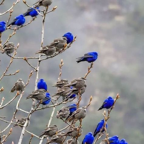 Steffan on Instagram: "Grandalas birds in Lachen, India. Photo by @aviantrails" Taiwan Blue Magpie, Two Different Colored Eyes, California Quail, White Cliffs Of Dover, Fairy Wren, India Photo, Different Colored Eyes, Wait What, Skull Painting