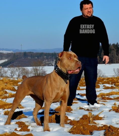 American Bandogge Mastiff American Bandogge Mastiff, American Mastiff, Mastiff Dog Breeds, Big Dogs Breeds, Biggest Dog In The World, Pet Anime, Biggest Dog, Dog Breeds Pictures, Mastiff Breeds