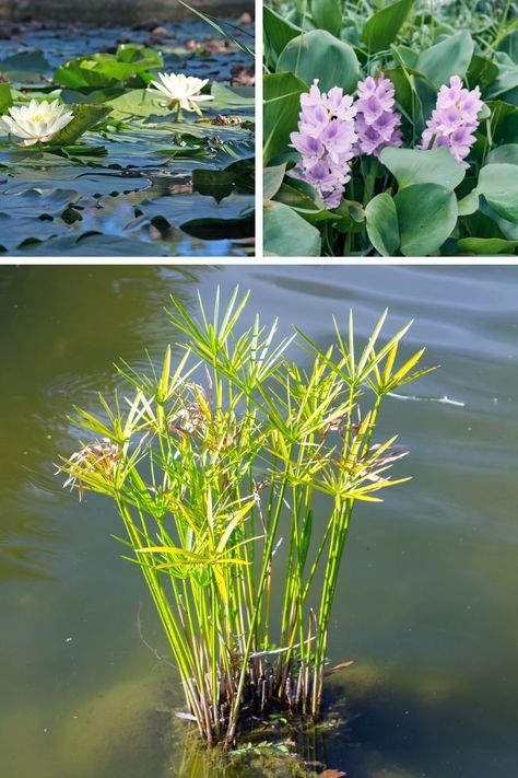 Plants For Ponds Water, Wildlife Pond Edging Ideas, Bog Plants Ponds, Pond Plants That Clean Water, Submerged Plants, Water Plants For Ponds, Toad Garden, Patio Ponds, Plants For Ponds