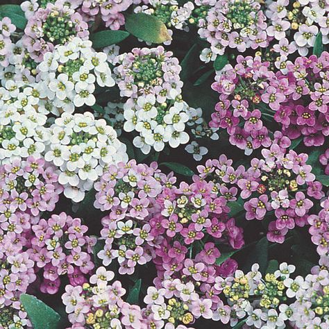 Grandmas Flowers, Alyssum Flowers, Hampton Garden, Deer Garden, Sweet Alyssum, Garden Hedges, Plant Encyclopedia, List Of Flowers, Rose Seeds