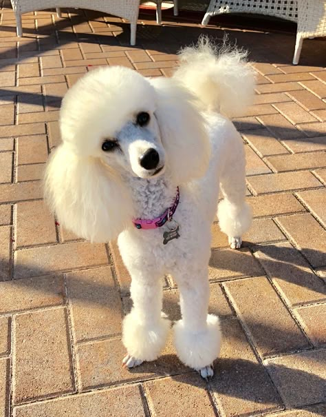 When are we going for our walkie? 😃 Jolie April 26, 2018 Puppy Pfp, Toy Poodle Haircut, Teddy Bear Poodle, Poodle Haircuts, Poodle Haircut Styles, Poodle Tattoo, Sketch Nature, Poodle Hair, Poodle Haircut