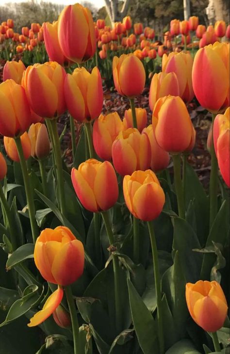 Orange Tulips, Orange Aesthetic, Beautiful Images Nature, Color Combination, Red Flowers, Beautiful Images, Art Inspo, Tulips, Wall Decor