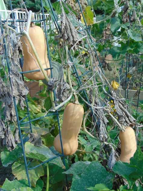 Squash And Pumpkin Garden, Butternut Planting, Climbing Squash Plants, Butternut Squash Trellis Ideas, How To Grow Butternut Squash, Growing Butternut Squash Vertically, Squash Trellis Diy, Butternut Squash Trellis, Diy Squash Trellis