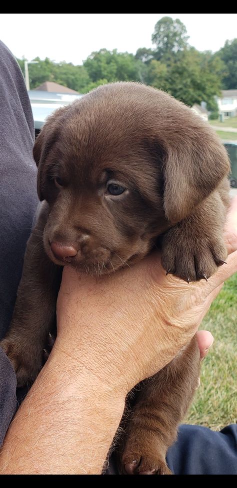 Chocolate Labrador Retriever Puppies, Chocolate Retriever, Chocolate Labrador Puppies, Chocolate Labrador Puppy, Brown Labrador Retriever, Labrador Retriever Chocolate, Chocolate Labradors, Brown Lab, Chocolate Lab Puppy