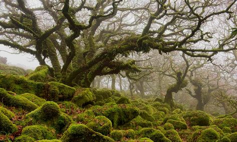 These enchanting forests look like they are right out of a fairy tale. One look and feel like a fairy, troll or nymph might peek out behind that mossy null. If you love fairy tales and have a serious case of wanderlust, this exclusive list was made for you. Gryfino Forest, Poland Sometimes the stra… Tim Burton Landscape, Environmental Art Projects, Crooked Forest, Real Fairy, Real Fairies, Dark Hedges, Baobab Tree, Forest Of Dean, Legends And Myths