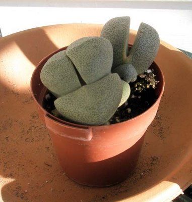 Cleft Stone, Mimicry Plant, Pleiospilos nelii, Split Rock Mimicry Plant, Living Stone Plant, Living Stones, Amazing Plants, Flowering Succulents, Split Rock, Stone Plant, Succulent Gardening, Botanical Beauty