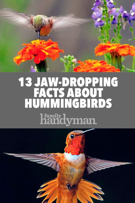 Hummingbird Decorations, Hummingbird Facts, Homemade Hummingbird Nectar, Plants To Attract Hummingbirds, Attracting Hummingbirds, Bird Ideas, Backyard Birds Sanctuary, Birds Decor, Hummingbird Food