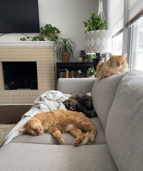 Cat On Couch, Cat Apartment, Crochet Cat Bed, Cosy Apartment, Cute Apartment, Lots Of Cats, Orange Cats, London Apartment, Apartment Life