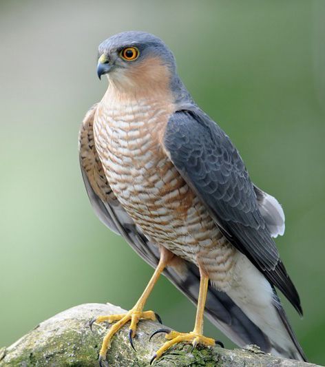 Sparrowhawk British Birds Of Prey, Types Of Eagles, Raptor Bird Of Prey, Sharp Shinned Hawk, Hawk Eye, Raptors Bird, Sparrowhawk, British Birds, Bird Of Prey