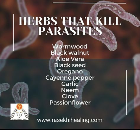 Parasite Cleanse Herbs, Parasite Cleanse Tincture Recipe, Herbs That Kill Parasites, Herbs For Parasites, Foods That Kill Parasites, Natural Remedies To Remove Parasites, Natural Healing Remedies, Health And Fitness Articles, Home Health Remedies