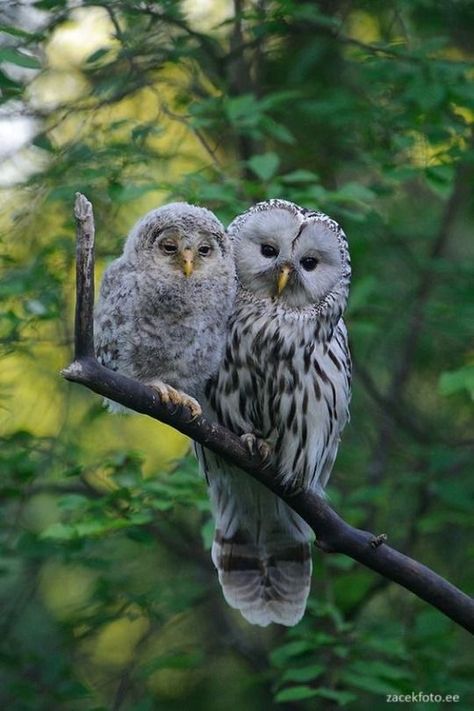 Owl & Owlet Owl Photography, Owl Photos, Owl Pictures, Beautiful Owl, Owl Lovers, Baby Owls, Pretty Birds, Cute Owl, Cute Birds