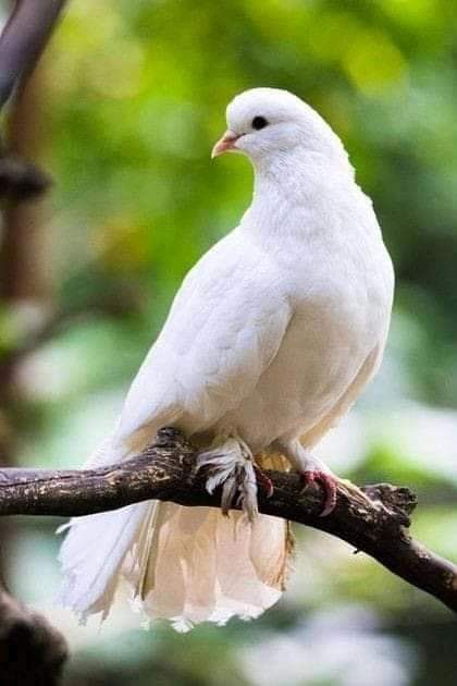 White Dove Pictures, Dove Bird Photography, White Dove Photography, Pictures Of Doves, Dove Reference, Dove Animal, Pigeon White, Dove Feather, Pretty Place Chapel