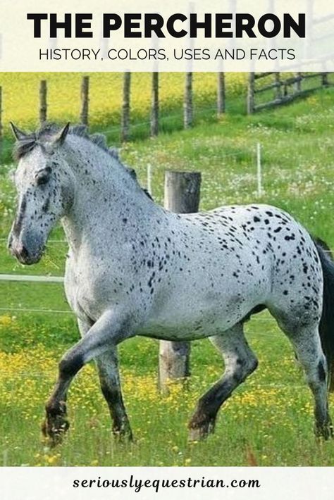 The Percheron draft horse is one of the most well-known draft breeds. They have a large physique and a wonderful, gentle natures Roan Appaloosa, Dapple Grey Horse, Noriker Horse, Horse Appaloosa, Aesthetic Horses, Horse Sanctuary, Horse Poses, Dapple Grey Horses, Percheron Horses