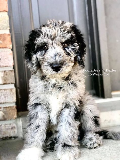 I would name her pepper or oreo Blue Merle Goldendoodle, Merle Goldendoodle, Doodle Dog, Blue Merle, Pet Puppy, Goldendoodle, New Puppy, Animals Friends, I Love Dogs