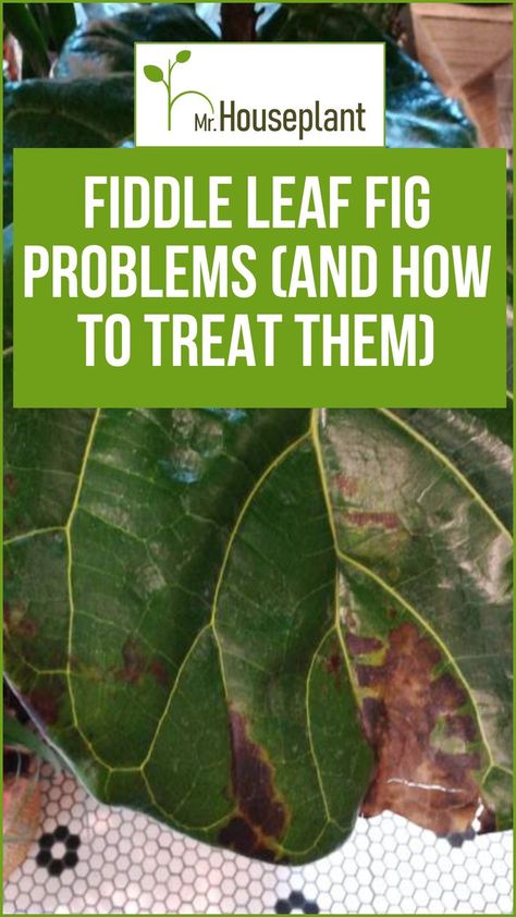 Pest damage of Fiddle Leaf Fig leaf with the text on top "Fiddle Leaf Fig problems and how to treat them" Fiddle Leaf Fig Problems, Fiddle Leaf Fig Care, Houseplant Tips, Fig Plant, Fig Leaf, Ficus Lyrata, Plant Problems, Fig Leaves, Plant Decor Indoor