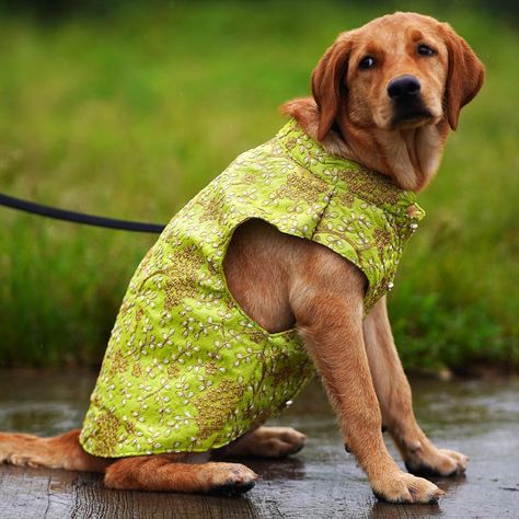 Parkar Polka, Green Sherwani, Indian Dog, Dog Wedding Outfits, Embroidered Sherwani, Dog Personality, Traditional Outfit, Beautiful Dog, Wedding Pets