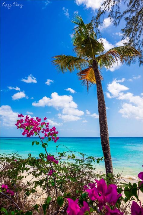 Overlooking the Caribbean Sea from Mullins Beach in Barbados. Barbados Aesthetic, Barbados Beach, Barbados Beaches, Continents And Countries, Perfect Beach Day, Palm Tree Sunset, Beach Flowers, Perfect View, Cozy Spaces