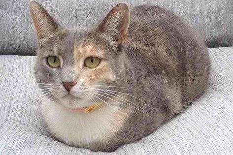 A Collection Of Bread Loaf Cats To Brighten Your Day Cat Loafs, Cat Bread, Cat Loaf, Cutest Animals On Earth, Loaves Of Bread, Cat Reference, Loaf Of Bread, Bread Loaf, A Seal