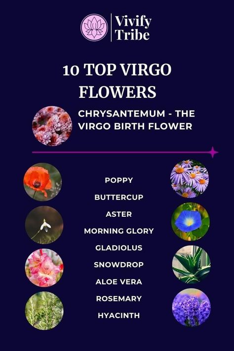 Flower For Virgo, Virgo Birth Flower, Virgo Characteristics, Virgo Flower, Flowers Chrysanthemums, Virgo Personality Traits, Floral Therapy, Virgo Personality, Virgo Traits