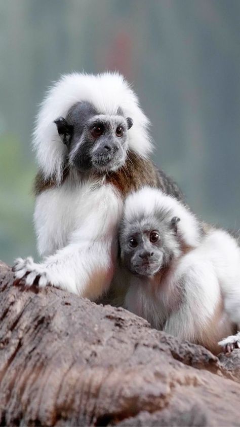 Emperor Tamarin, Baby Animals Real, Types Of Monkeys, Zoo Babies, Rare Animals, Pet Rats, Save Animals, Miniature Animals, Weird Animals